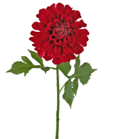 Kunstbloem Dahlia 50 cm rood: een enkele rode dahlia met meerdere lagen bloemenblaadjes en groene bladeren op een lange steel, geïsoleerd op een witte achtergrond.