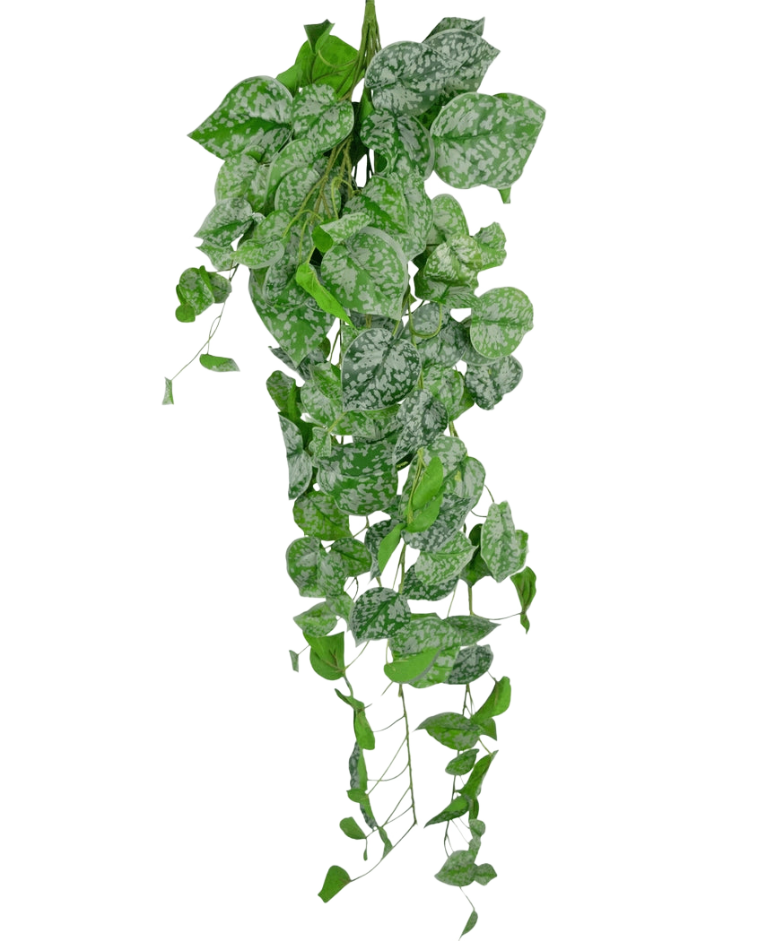 Die künstliche Hängepflanze Scindapsus 90 cm ist eine hängende Kletterpflanze mit herzförmigen grünen Blättern, die mit silberweißen Sprenkeln verziert sind und vor einem schlichten weißen Hintergrund herunterfallen.