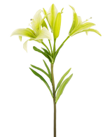 Die Kunstblume Asiatische Lilie 66 cm weiß hat einen einzelnen Stiel mit grünen Blättern und drei hellgrünen Lilienblüten – zwei vollständig geöffnet, eine in der Knospe – vor einem schlichten weißen Hintergrund.