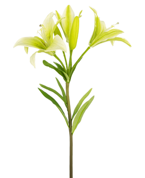 Die Kunstblume Asiatische Lilie 66 cm weiß hat einen einzelnen Stiel mit grünen Blättern und drei hellgrünen Lilienblüten – zwei vollständig geöffnet, eine in der Knospe – vor einem schlichten weißen Hintergrund.