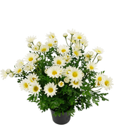 Kunstplant Daisy 31 cm