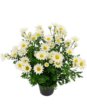 Kunstplant Daisy 31 cm