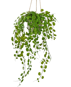De Kunst hangplant Vetplant in cementen pot van 43 cm heeft lange, hangende groene bladeren met ronde vormen en is opgehangen met touw tegen een witte achtergrond.