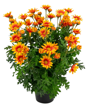 De Kunstplant Daisy UV 31 cm heeft levendige oranje en gele margrietachtige bloemen met weelderige, diep gelobde groene bladeren, allemaal in een potarrangement geïsoleerd op een witte achtergrond.