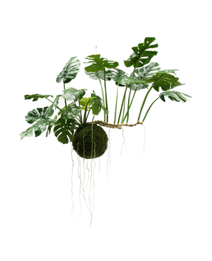 De Kunst hangplant Monstera Deluxe 80 cm, met weelderige groene bladeren en lange zichtbare wortels, hangt tegen een witte achtergrond en geeft jouw interieur direct een tropische uitstraling.