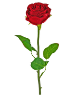 Die künstliche Blumenrose Classic 54 cm rot ist eine einzelne rote Kunstrose mit grünem Stiel und grünen Blättern vor einem schlichten weißen Hintergrund.