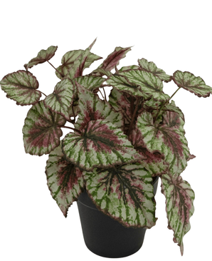De Kunstplant Begonia in pot 25cm heeft grote, gestructureerde bladeren in groen, wit en roze. Gepresenteerd in een kleine zwarte pot tegen een effen witte achtergrond.