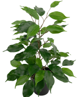Die Kunstpflanze Ficus im Topf 40 cm hat zahlreiche grüne Blätter und schlanke braune Stängel vor einem schlichten weißen Hintergrund.