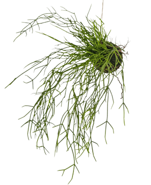 De Kunst hangplant Gras op bal 48 cm heeft lange, dunne, groene grasachtige stengels in een kleine kluit aarde, tegen een witte achtergrond.