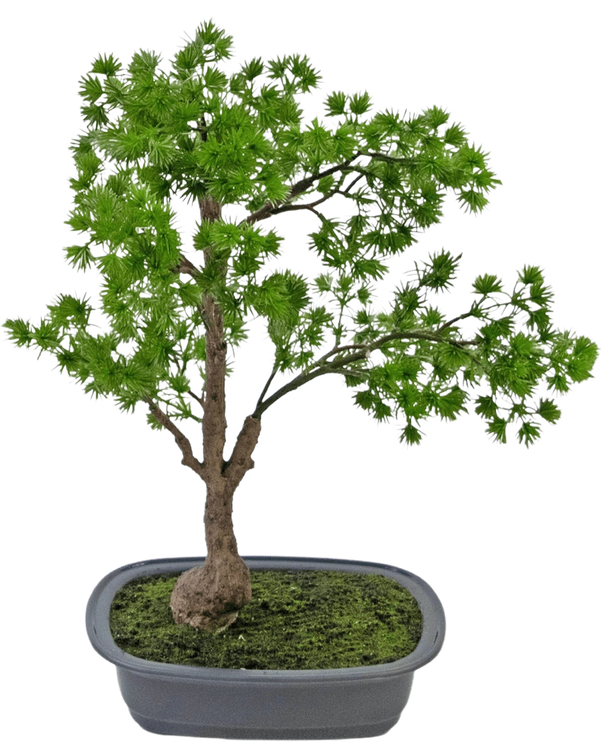 Die Kunstpflanze Bonsai Wacholder 40 cm hat einen schlanken Stamm und üppig grüne Blätter und wird in einen flachen, rechteckigen grauen Topf mit Moos gestellt. Der Hintergrund ist schlicht weiß.