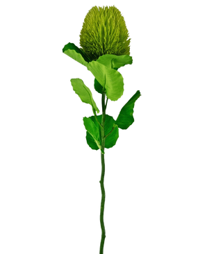 De Kunstbloem Banksia 59 cm groen is een enkele kunstgroene bloemstengel met grote gestructureerde bladeren en een ronde, piekerige groene bloem aan de bovenkant, geïsoleerd afgebeeld op een witte achtergrond.