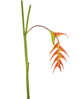 Een enkele Kunstbloem Heliconia 120 cm rood met opvallende rode schutbladeren en een groene steel, geïsoleerd op een witte achtergrond.