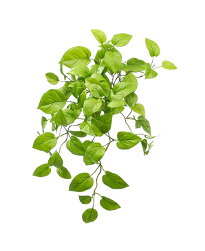 De Kunst Pothos Struik Deluxe 60cm heeft levendige groene, ovale bladeren op slepende stelen, die lijken op een pothosplant, elegant weergegeven tegen een effen witte achtergrond.
