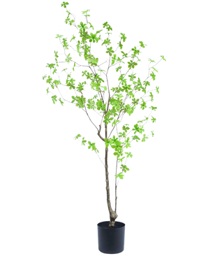 De Kunstplant Enkianthus 150 cm is een hoge potplant met dunne takken en kleine, heldergroene bladeren tegen een effen witte achtergrond.