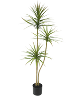 Die Kunstpflanze Dracaena Fragnans 150 cm ist eine hohe Kunstpflanze in einem Topf mit drei schlanken Stielen und zarten grünen Blättern vor einem schlichten weißen Hintergrund.