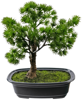 De Kunstplant Bonsai Juniper 20 cm heeft dicht, naaldachtig groen blad in een ondiepe, ovale zwarte pot met mosgrond, tegen een witte achtergrond.