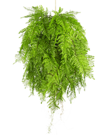 De Kunst hangplant Varen met wortels d80 cm met hangsysteem heeft lange, sierlijke bladeren en is perfect voor een stijlvolle interieurdecoratie tegen een witte achtergrond.