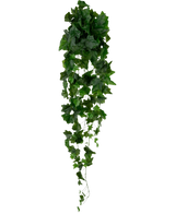 De Kunst Klimop 105 cm groen heeft dichte groene bladeren die naar beneden vallen, waardoor een weelderig, slepend klimopeffect ontstaat tegen een effen witte achtergrond.