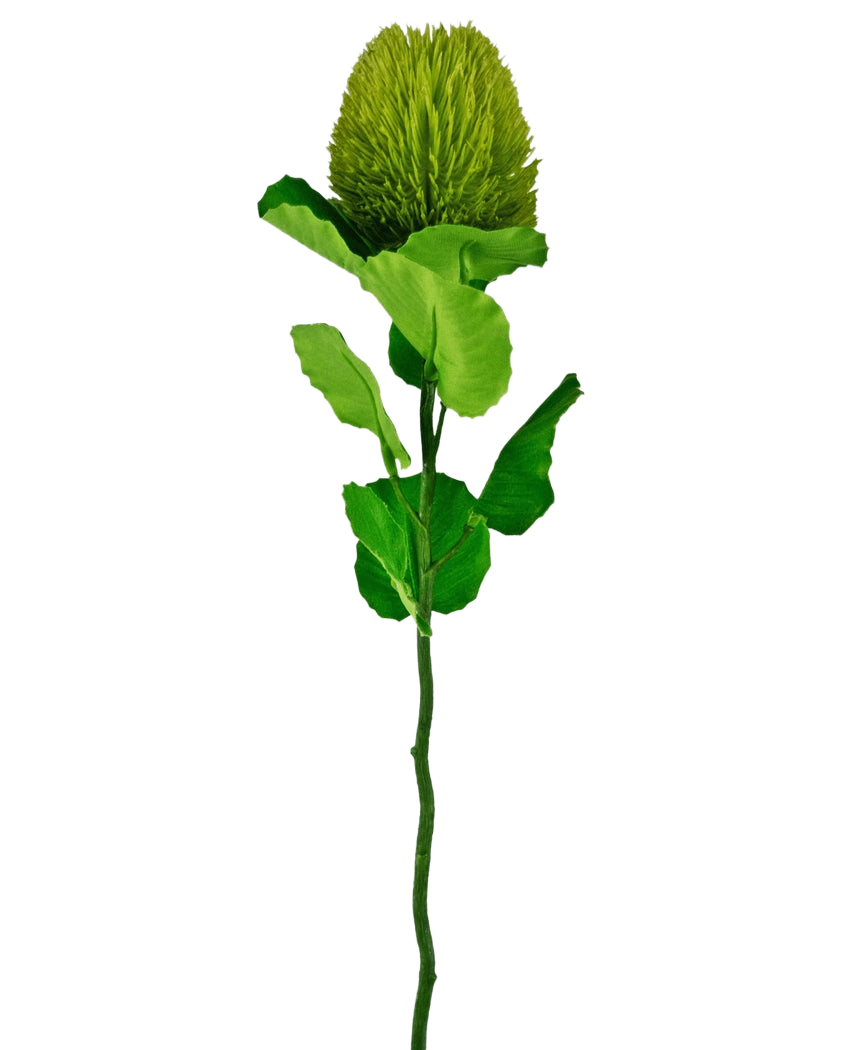 Die Kunstblume Banksia 59 cm grün ist eine einzelne grüne Seidenblume mit einer flauschigen, runden Blüte und gezackten Blättern an einem langen Stiel – ideal für jede künstliche Blumendekoration und wunderschön vor einem schlichten weißen Hintergrund.