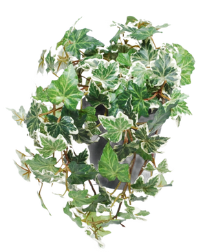 De Kunst Klimop Deluxe groen-wit in pot 22 cm UV heeft groen en wit bonte Engelse klimop die over een grijze pot cascadeert tegen een witte achtergrond.