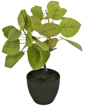 De Kunst Tropica Ficus 12 cm heeft grote, ovale groene bladeren met zichtbare nerven, geplant in donkere aarde in een eenvoudige zwarte pot, tegen een effen witte achtergrond.