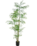 De Kunstplant Ruscus 210 cm is een hoge kunstplant met slanke groene bladeren en meerdere dunne, bruine stengels in een kleine zwarte pot, tegen een effen witte achtergrond.