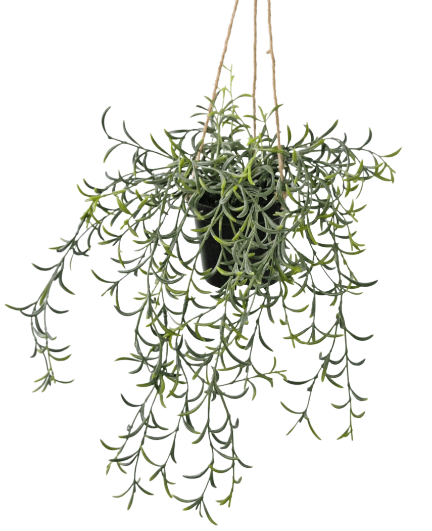 Die künstliche Hängepflanze Senecio mit Topf 35 cm hat lange, hängende grüne Stängel mit bananenförmigen Sukkulentenblättern in einem schwarzen Topf, die an einem braunen Seil vor einem weißen Hintergrund hängen.