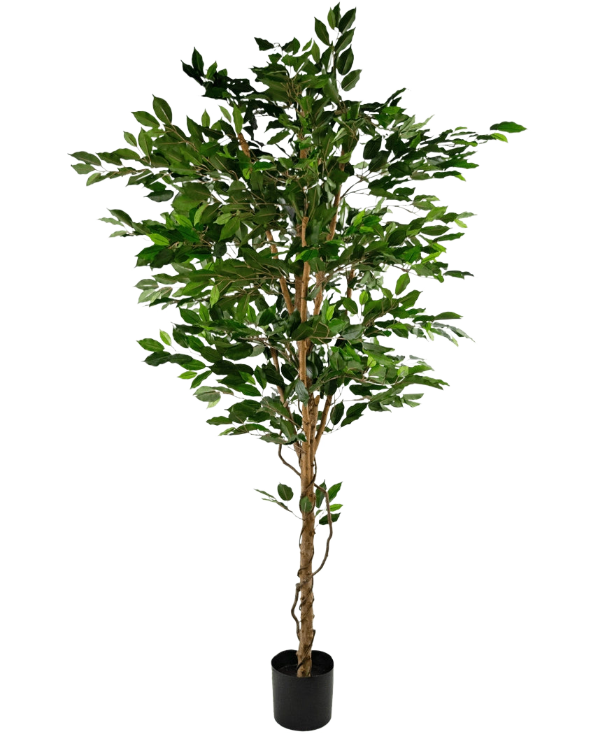 Die Kunstpflanze Ficus Green 210 cm ist ein hoher Kunstbaum mit grünen Blättern und mehreren schlanken braunen Stämmen, in einem kompakten schwarzen Topf auf einem schlichten weißen Hintergrund.
