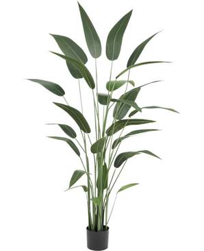 Kunstplant Heliconia 180 cm met lange, slanke groene bladeren in een zwarte pot op een witte achtergrond-een stijlvolle keuze voor wie kunstplanten koopt of realistische kunstplanten aan het interieur wil toevoegen.