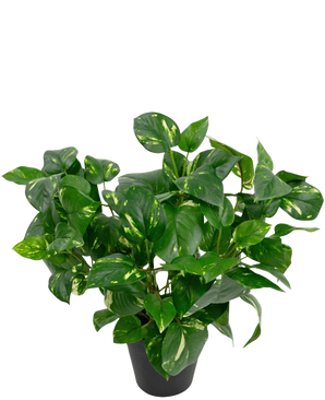 De Kunstplant Gouden Wijnstok in Pot 40cm heeft weelderige, hartvormige groene bladeren met gele schakeringen tegen een effen witte achtergrond.