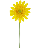De Kunstbloem Gerbera 53 cm geel is een enkele gele kunstmargriet met een groen hart en een lange groene steel, tegen een effen witte achtergrond.