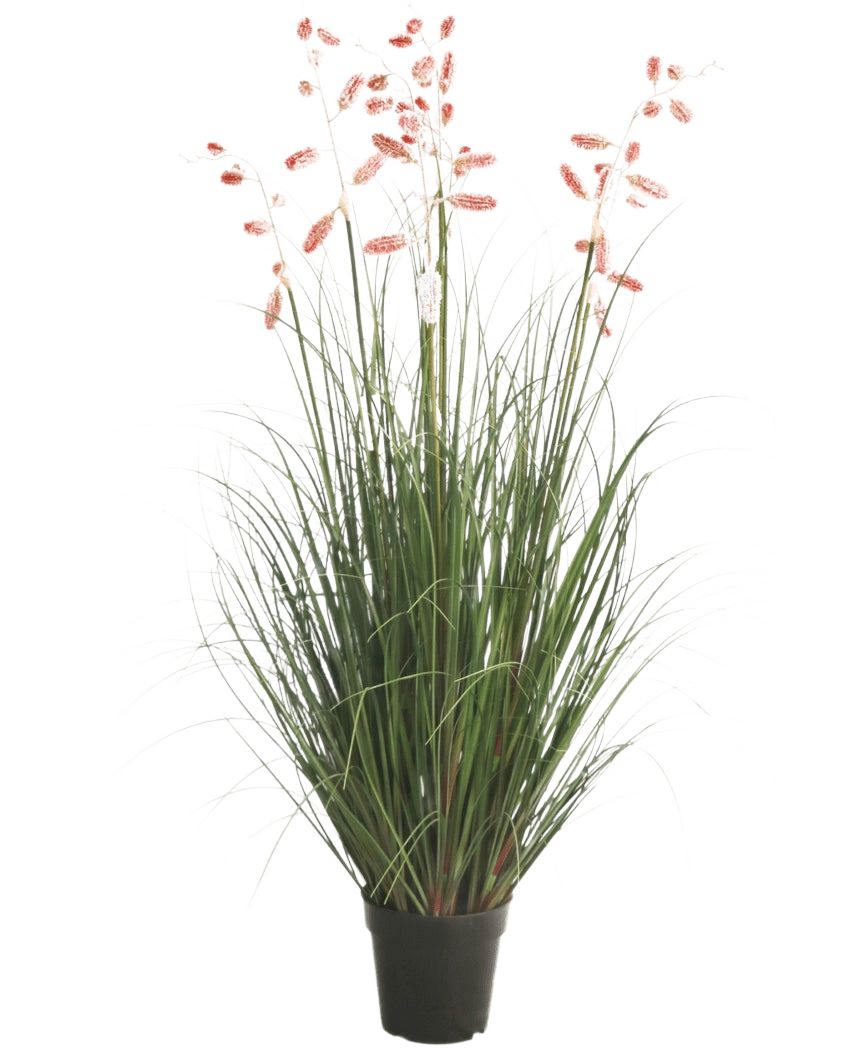 Die feuerhemmende Kunstrasenpflanze Centipede Grass 120 cm hat lange grüne Halme und lange, schlanke Stängel mit rosafarbenen Federn, die vor einem weißen Hintergrund präsentiert werden.
