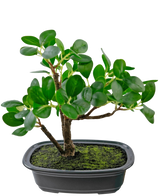 Die Kunstpflanze Bonsai Ficus 20 cm hat dicke, ovale grüne Blätter und wird in einen flachen schwarzen Topf mit Mooserde vor einem schlichten weißen Hintergrund gestellt.