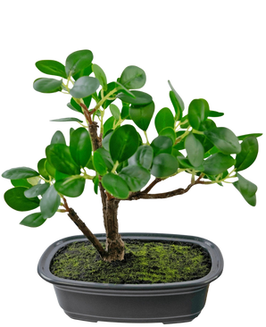 Die Kunstpflanze Bonsai Ficus 20 cm hat dicke, ovale grüne Blätter und wird in einen flachen schwarzen Topf mit Mooserde vor einem schlichten weißen Hintergrund gestellt.