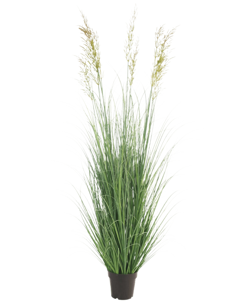 Die feuerhemmende Kunstrasenpflanze Weizen 180 cm hat lange, schlanke grüne Halme und drei spitzenförmige Samenköpfe in einem kleinen schwarzen Topf – ideal für einen Luxusgarten, völlig wartungsfrei und feuerhemmend. Wird vor einem schlichten weißen Hintergrund angezeigt.
